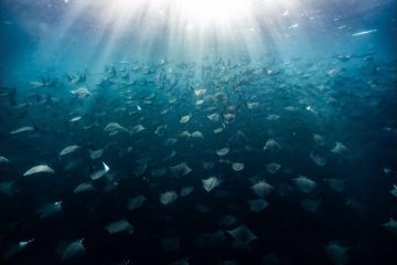 Les pays se réunissent pour débattre du traité de protection des océans de l’ONU