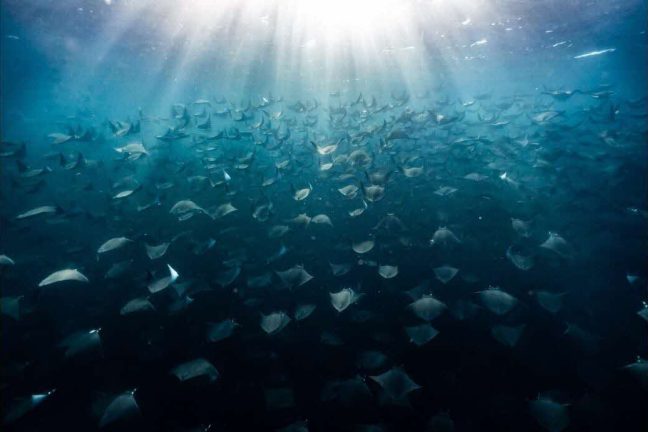 Les pays se réunissent pour débattre du traité de protection des océans de l’ONU