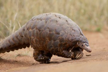 Le pangolin victime d’un commerce illégal difficile à endiguer