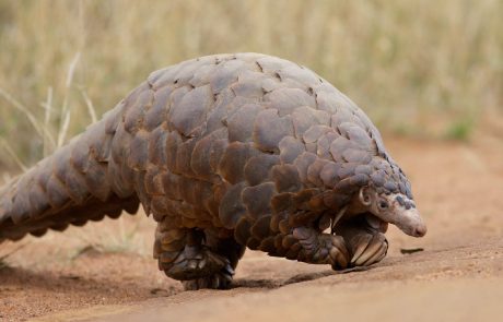 Le pangolin victime d’un commerce illégal difficile à endiguer