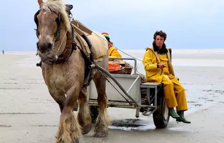 En Belgique, les pêcheurs à cheval traditionnels voient le changement climatique dans leurs filets