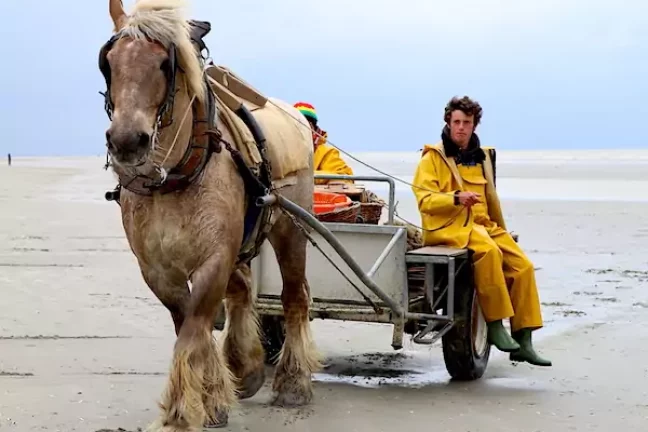 En Belgique, les pêcheurs à cheval traditionnels voient le changement climatique dans leurs filets