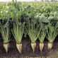 La France va assouplir l’interdiction des pesticides sur la betterave sucrière pour freiner les pertes de récoltes