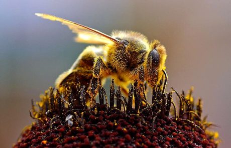 Une pétition citoyenne pour sauver les abeilles interpelle l’Union Européenne
