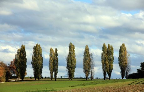 Le peuplier, nouveau remède contre le dérèglement climatique ?