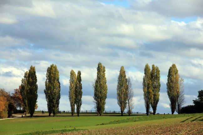 Le peuplier, nouveau remède contre le dérèglement climatique ?