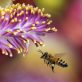 « Protéger les abeilles, c’est d’abord réapprendre la diversité du vivant » : entretien avec René Schiabak, expert en apiculture