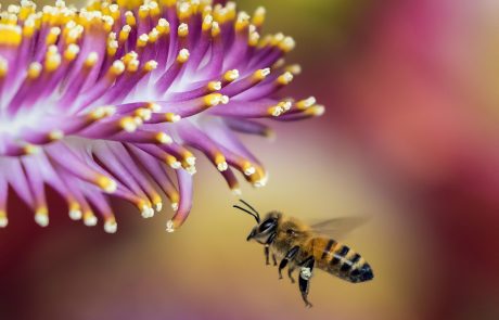 « Protéger les abeilles, c’est d’abord réapprendre la diversité du vivant » : entretien avec René Schiebak, expert en apiculture