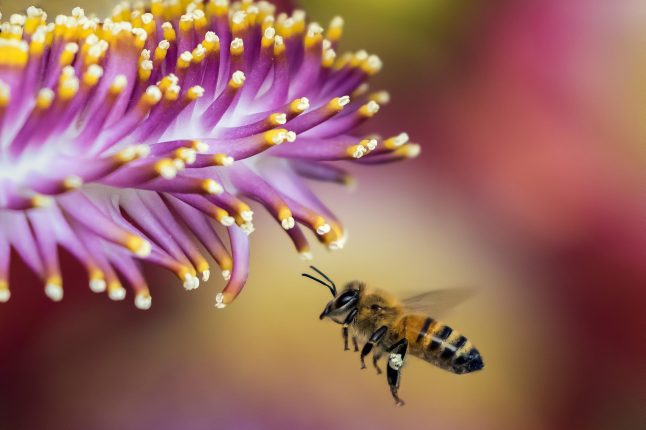 « Protéger les abeilles, c’est d’abord réapprendre la diversité du vivant » : entretien avec René Schiabak, expert en apiculture
