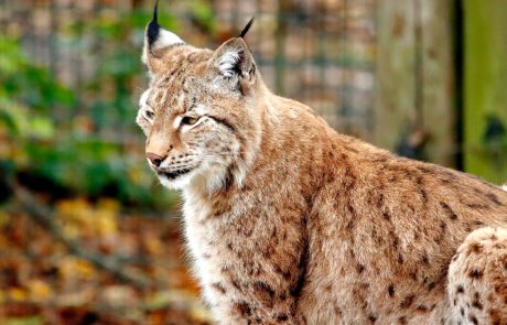 Cinq lynx ibériques libérés pour peupler un nouveau territoire en Espagne