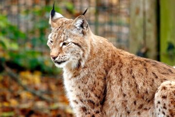 Cinq lynx ibériques libérés pour peupler un nouveau territoire en Espagne