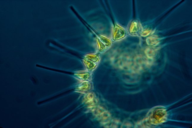 Le phytoplancton : Le moteur essentiel de l’écosystème marin