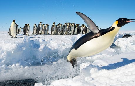 Les microplastiques dans l’Antarctique étudiés dans les fientes et l’eau des manchots