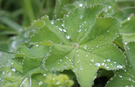 Quand la nature se met au service de la médecine