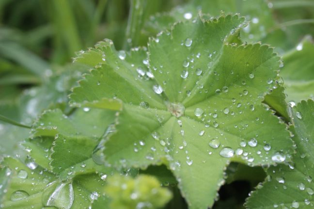 Quand la nature se met au service de la médecine