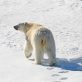 Quand le climat pousse les animaux à fuir : l’alerte des scientifiques