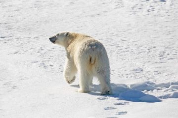Quand le climat pousse les animaux à fuir : l’alerte des scientifiques