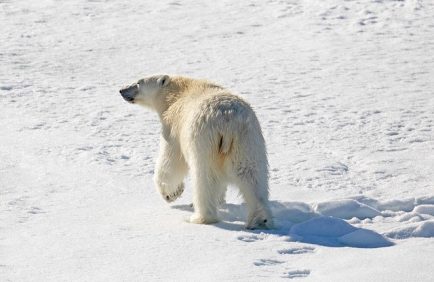 Quand le climat pousse les animaux à fuir : l’alerte des scientifiques