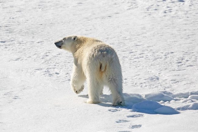 Quand le climat pousse les animaux à fuir : l’alerte des scientifiques