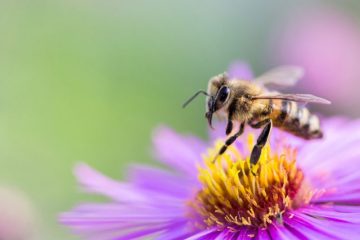 La pollinisation mécanique, une éventuelle solution pour pallier le déclin des abeilles