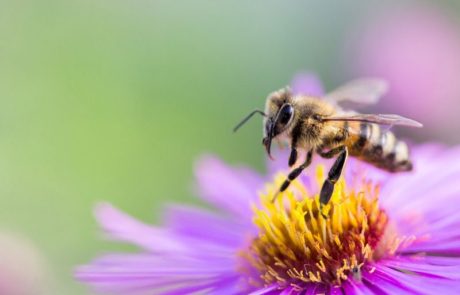 La pollinisation mécanique, une éventuelle solution pour pallier le déclin des abeilles