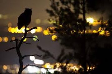La pollution lumineuse : un fléau pour la biodiversité