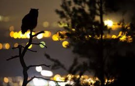 La pollution lumineuse : un fléau pour la biodiversité