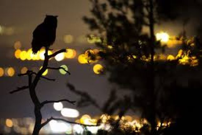 La pollution lumineuse : un fléau pour la biodiversité