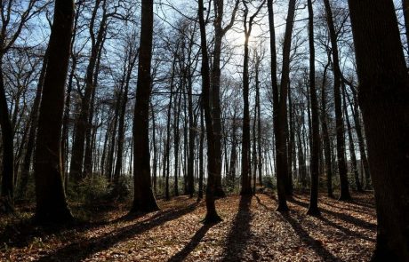 Le réchauffement climatique peut influencer les communautés fongiques sur les feuilles de chêne tout au long de la saison de croissance