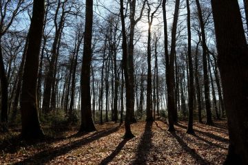 Le réchauffement climatique peut influencer les communautés fongiques sur les feuilles de chêne tout au long de la saison de croissance