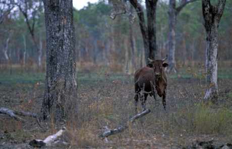 es populations mondiales d’animaux sauvages ont chuté de 69 % depuis 1970