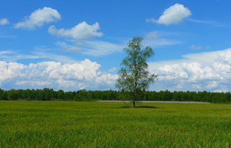 La France sur le point d’émettre sa première obligation verte