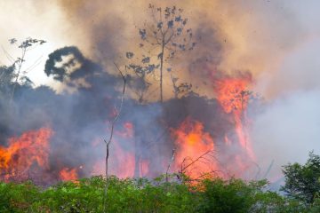 Le Brésil lance des opérations militaires pour protéger la forêt amazonienne