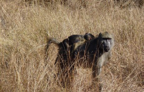 Réchauffement climatique : l’impact sur les animaux « sous-estimé »