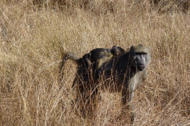 Réchauffement climatique : l’impact sur les animaux “sous-estimé”
