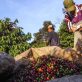 Au Brésil, la production de café et de sucre favorisée par l’humidité des sols