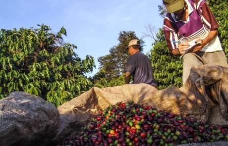 Au Brésil, la production de café et de sucre favorisée par l’humidité des sols