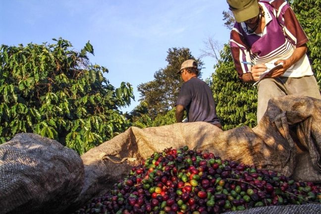 Au Brésil, la production de café et de sucre favorisée par l’humidité des sols