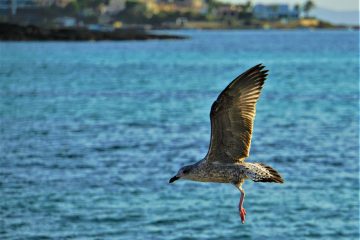 L’ONU formule ses premières propositions pour son plan mondial pour la biodiversité