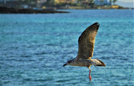 L’ONU formule ses premières propositions pour son plan mondial pour la biodiversité