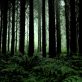 Puits de carbone, réchauffement climatique… comment gérer les forêts françaises ?