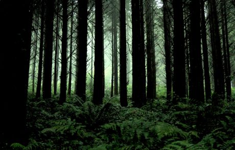 Puits de carbone, réchauffement climatique… comment gérer les forêts françaises ?