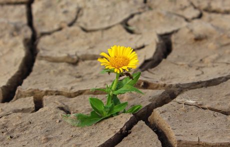 Six grands fonds souverains s’engagent contre le réchauffement climatique