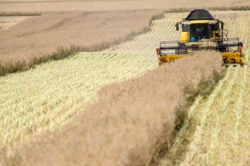 La canicule présente des risques pour le blé français à l’approche de la récolte