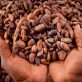 Les conditions climatiques pourraient entraver la récolte de cacao en Côte d’Ivoire