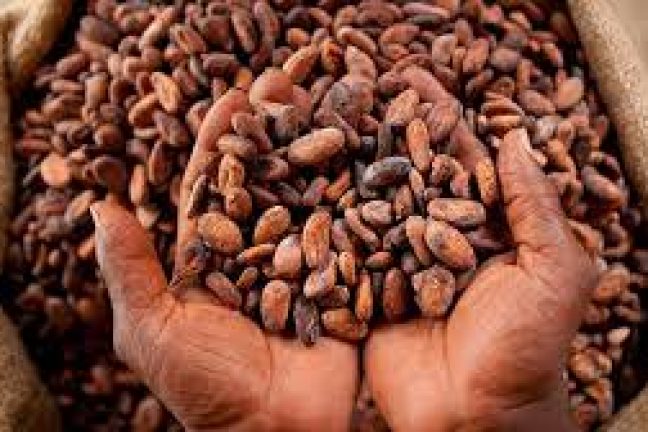 Les conditions climatiques pourraient entraver la récolte de cacao en Côte d’Ivoire