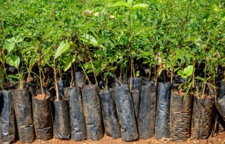 Plant-for-the-Planet : une application pour favoriser le reboisement des forêts