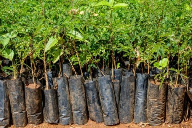 Plant-for-the-Planet : une application pour favoriser le reboisement des forêts