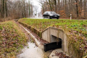 La capitale estonienne ferme la route pour que les grenouilles et les crapauds reproducteurs puissent se croiser