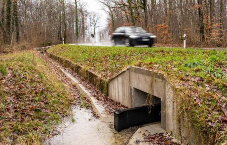 La capitale estonienne ferme la route pour que les grenouilles et les crapauds reproducteurs puissent se croiser